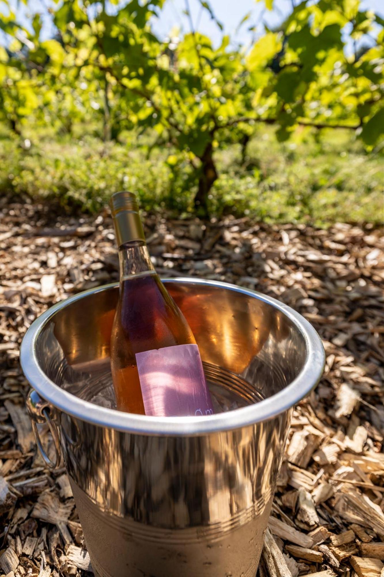Holmegaard Vin Og Glamping Hotel Dannemare Екстериор снимка